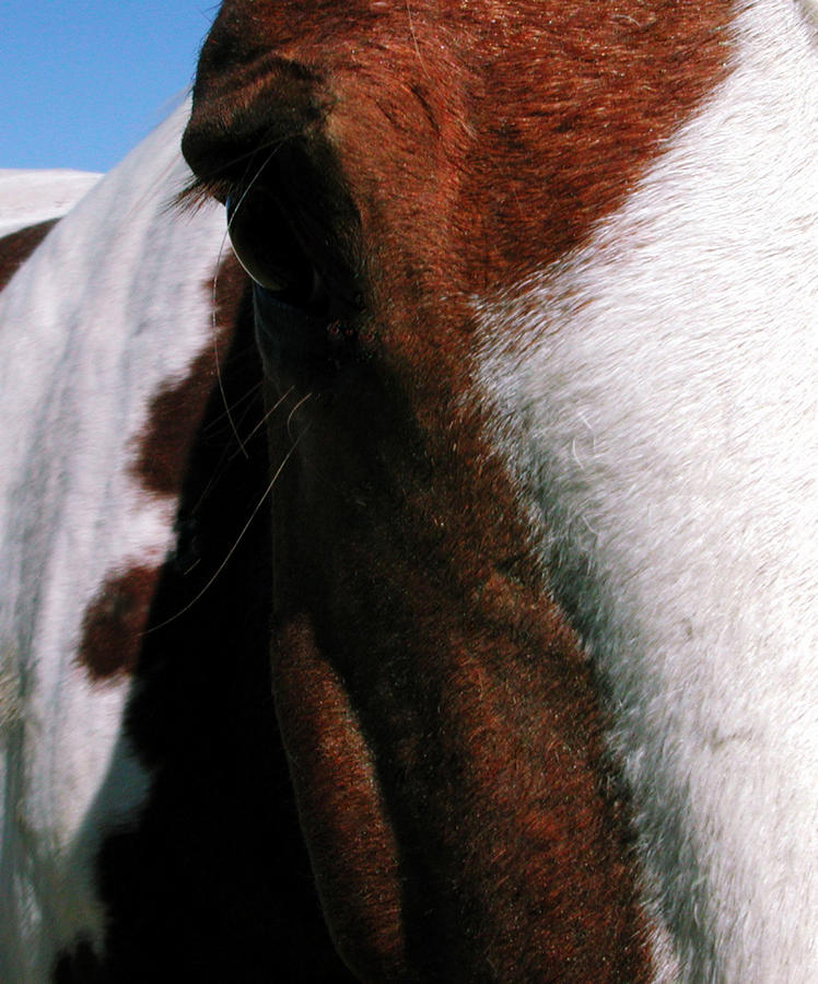 Cute Horse Almeria Spain Photograph by Colette V Hera Guggenheim