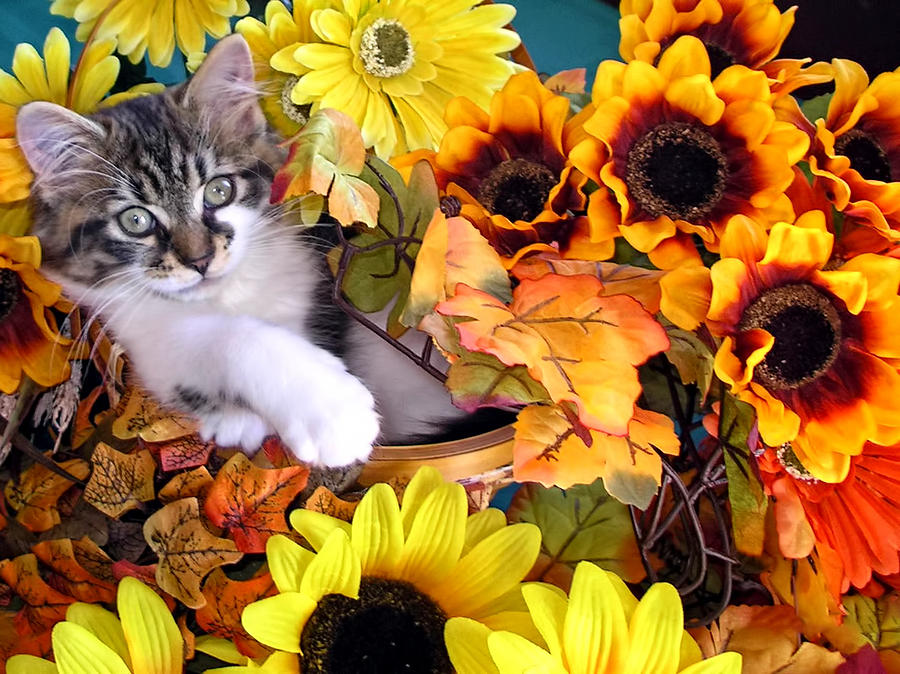 Fall Photograph - Cute Kitty Cat Kitten Lounging in a Flower Basket with Paw Outstretched - Fall Season by Chantal PhotoPix