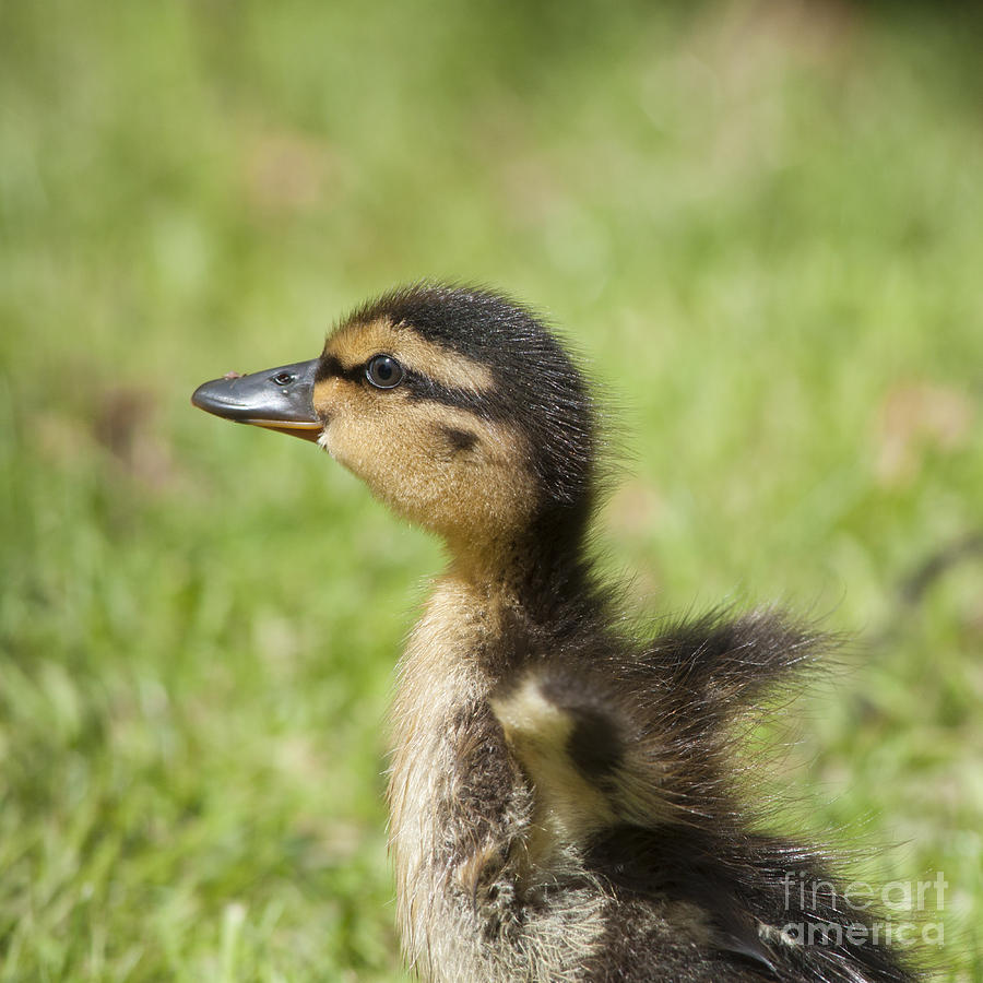 Cute little duckling Photograph by Andrew  Michael