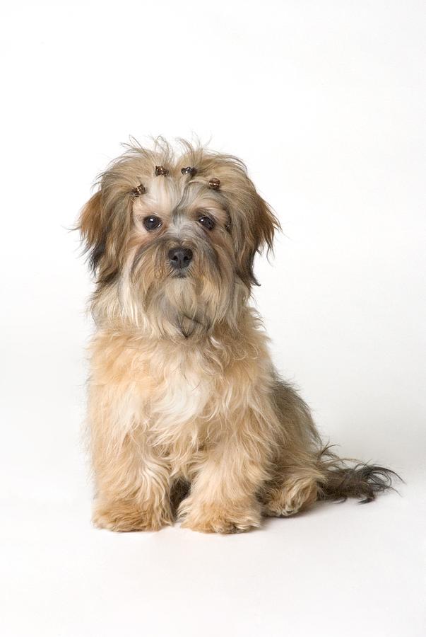 Portrait Photograph - Cute Miniature Terrier by Corey Hochachka
