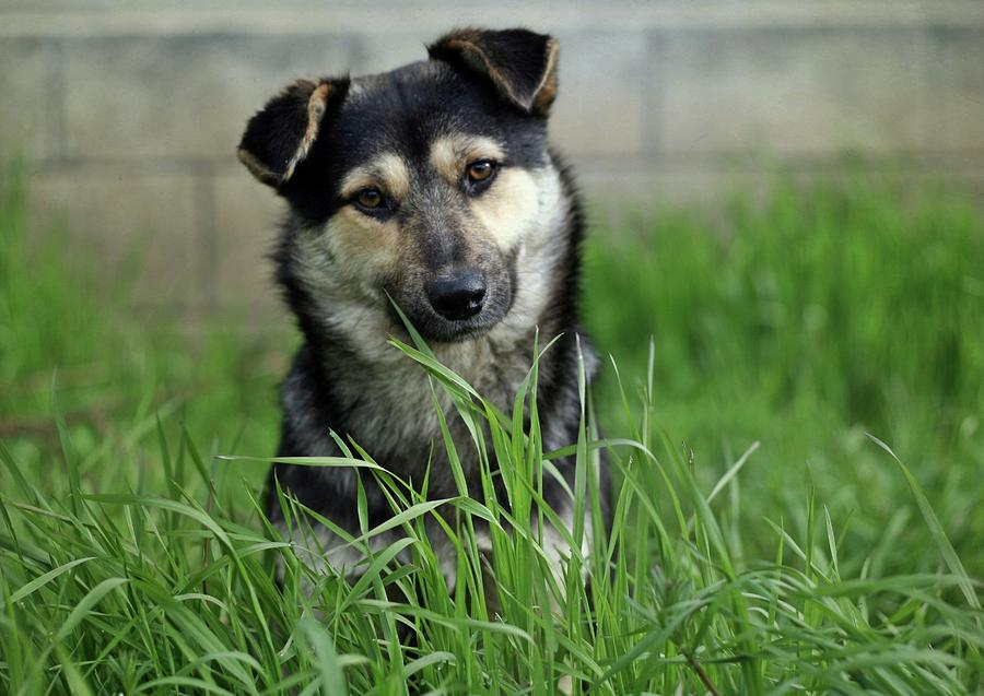 Cute Puppy Sitting In Grass Photograph by By Julie Mcinnes