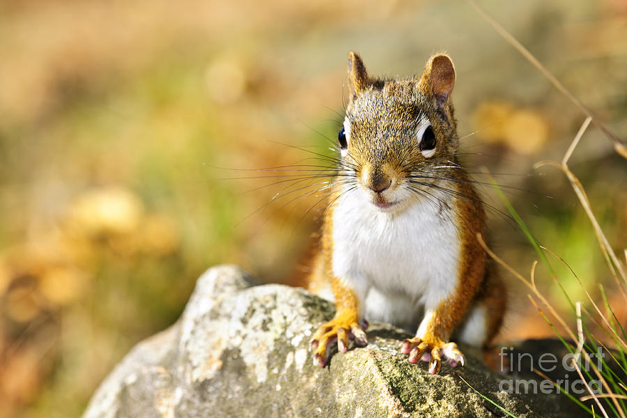 Cute red squirrel closeup 2 Photograph by Elena Elisseeva