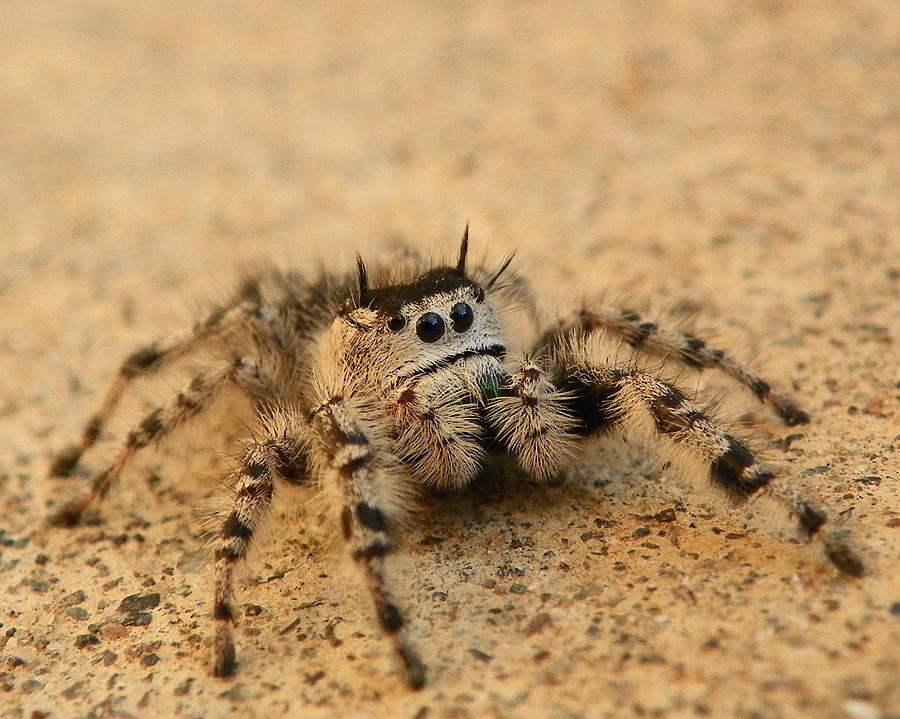 Cute Spider Photograph by Chad and Stacey Hall