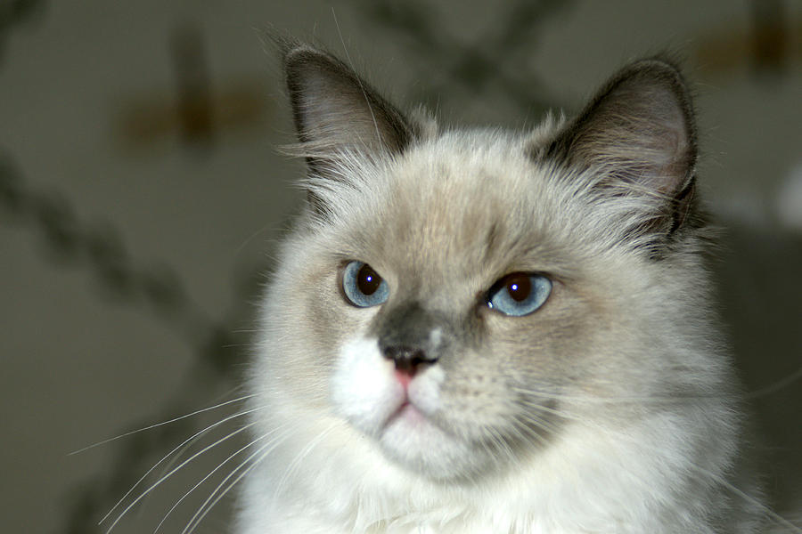 Cute Young Ragdoll Cat Photograph by Larry Allan - Fine Art America