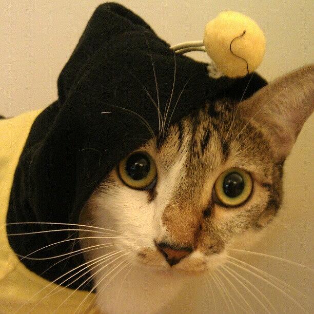 Cat Photograph - Cutest Bee Ever!( We Lose One Of The by Twinsycake Lee
