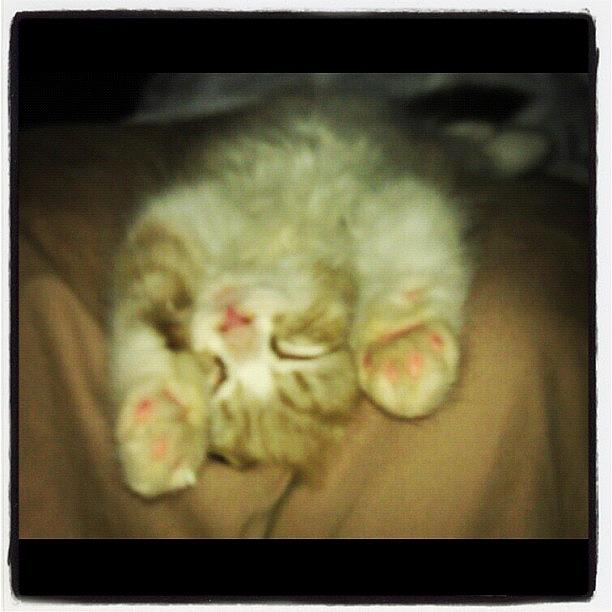 Sleepyhead Photograph - Cutest Kitten Ever! #sleepyhead by Shelley Randles