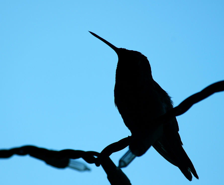 Cutout Hummingbird Photograph by Michael Cinnamond