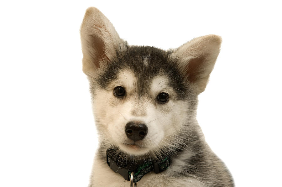 Cutout Portrait Of Cute Husky Dog Puppy Photograph by Jupiterimages