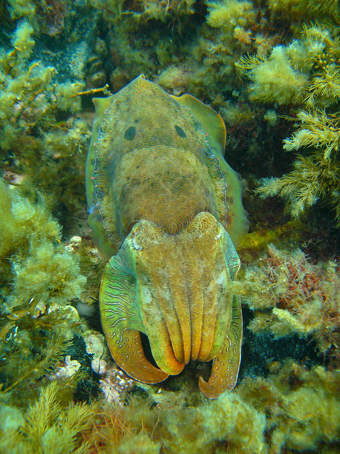Cuttlefish Camo Photograph by Bruce J Robinson