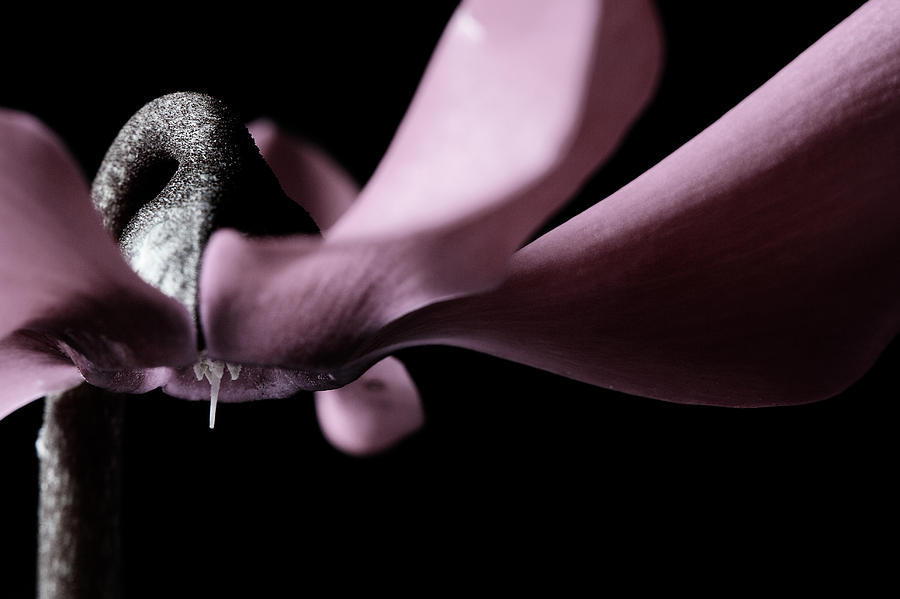 Cyclamen Photograph by Laura Melis