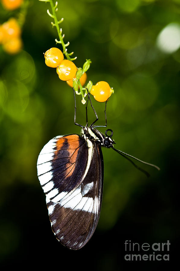 Cydno Longwing Butterfly Photograph by Terry Elniski