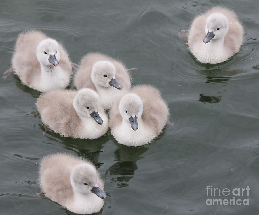Baby Swan Photograph - Cygnet by Scenesational Photos Baby Swan Photograph - Cygnet by Scenesational Photos