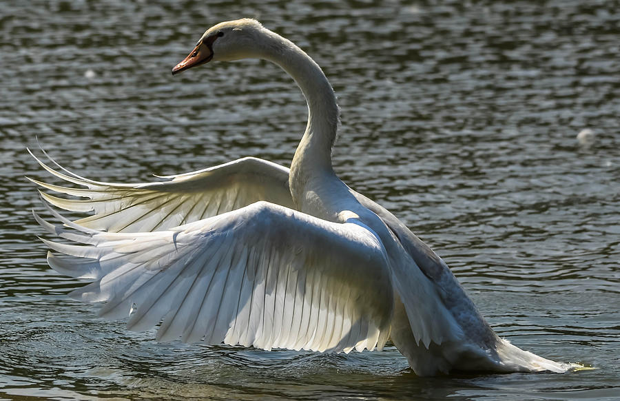 Cygnet testing wings Photograph by Brian Stevens - Pixels