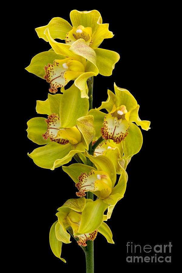 Cymbidium - Boat Orchid Photograph by Ann Garrett