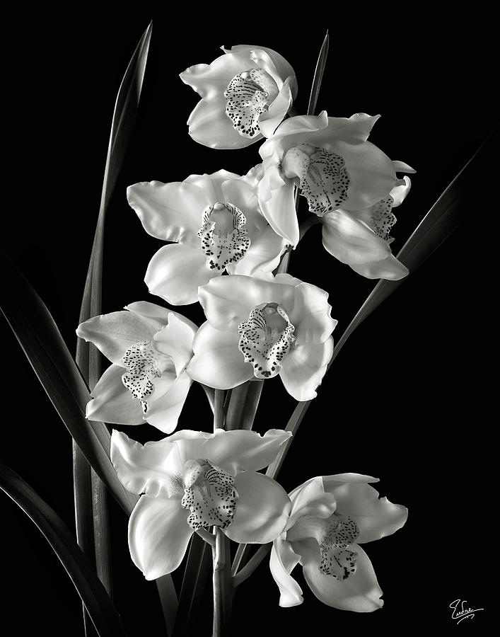 Cymbidium Cluster in Black and White Photograph by Endre Balogh