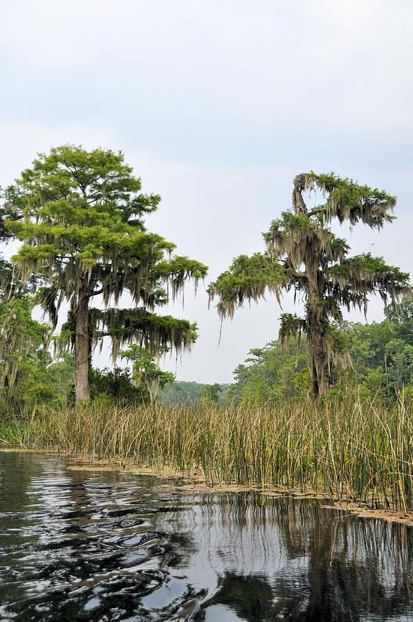 Cypress And Reeds Photograph by Jan Amiss Photography