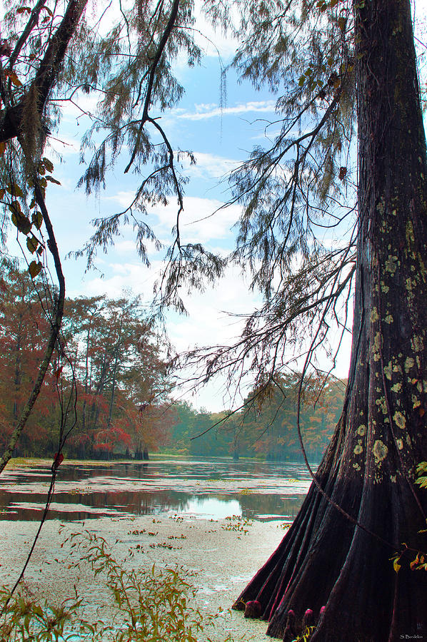 Cypress At Old River 2 Photograph