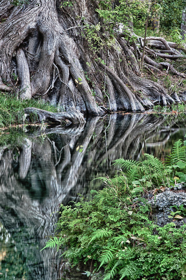 Cypress Creek Reflections Photograph