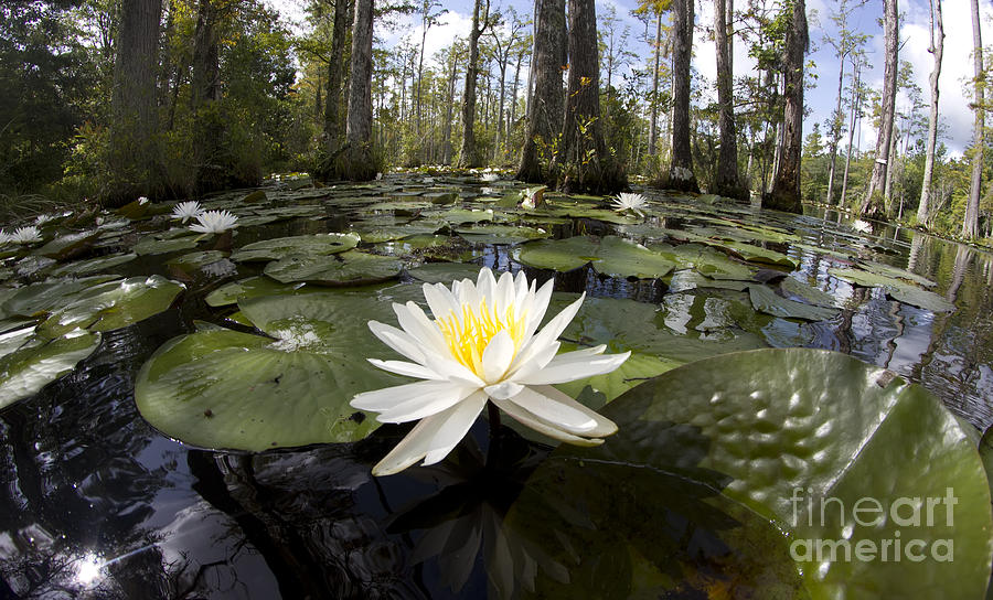 Cypress Gardens Lily pad Flowers Photograph by Dustin K Ryan