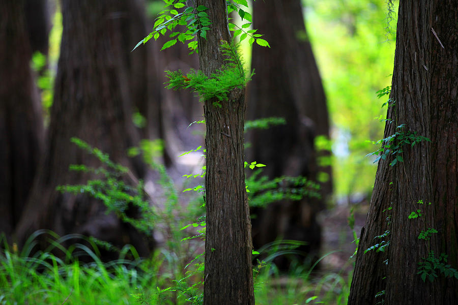 Cypress green Photograph by Toni Hopper