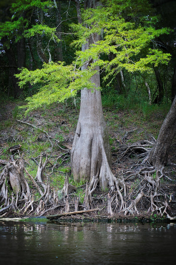 Cypress Greens Photograph by Linda Olsen