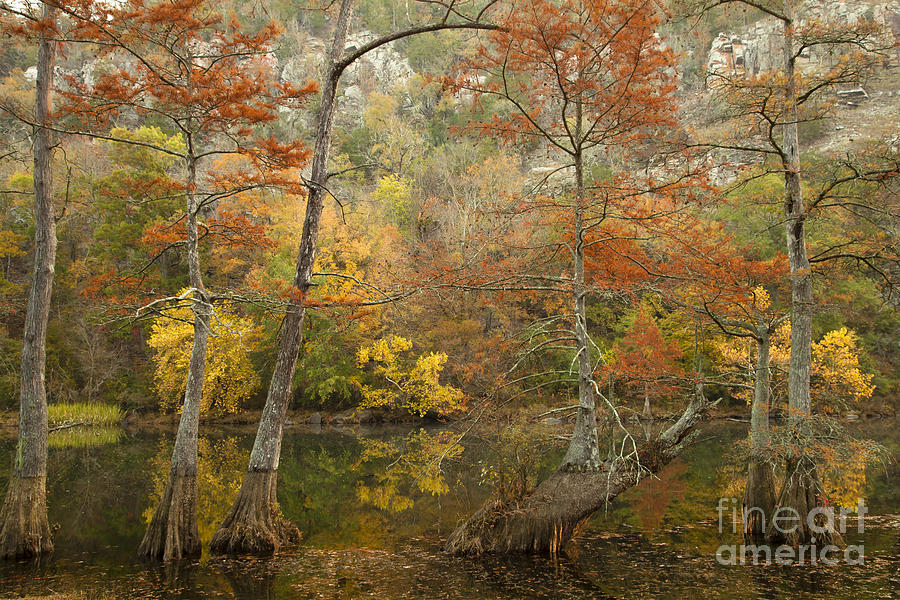 Cypress in Autumn Photograph by Iris Greenwell