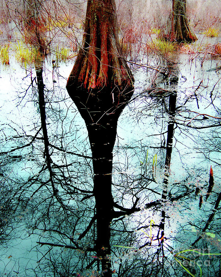 Cypress Lake Martin Photograph by Lizi Beard-Ward