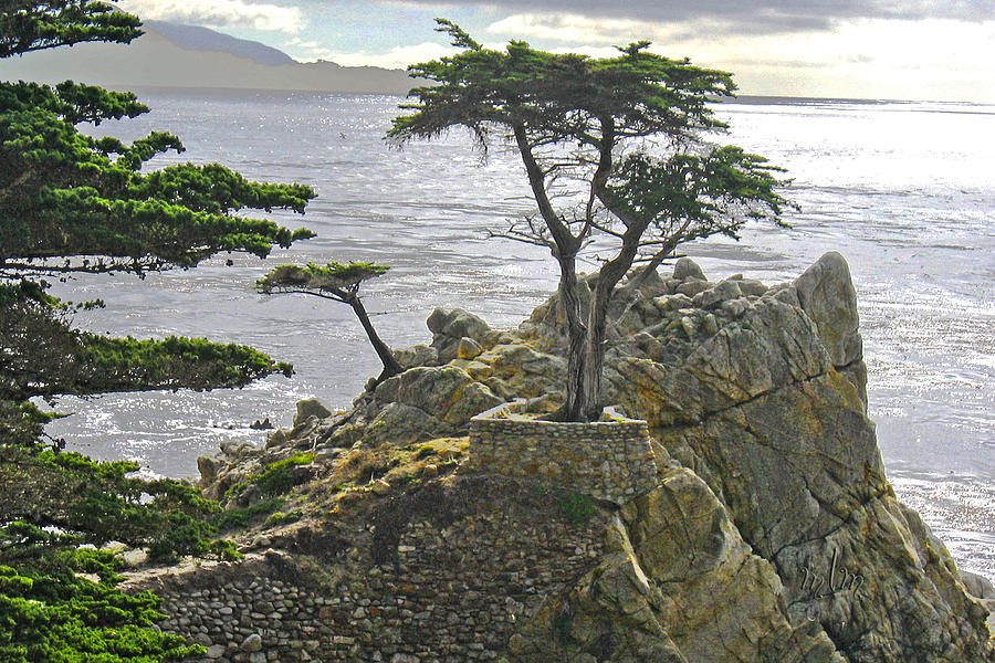 Cypress Monterey CA Photograph by Marie Morrisroe