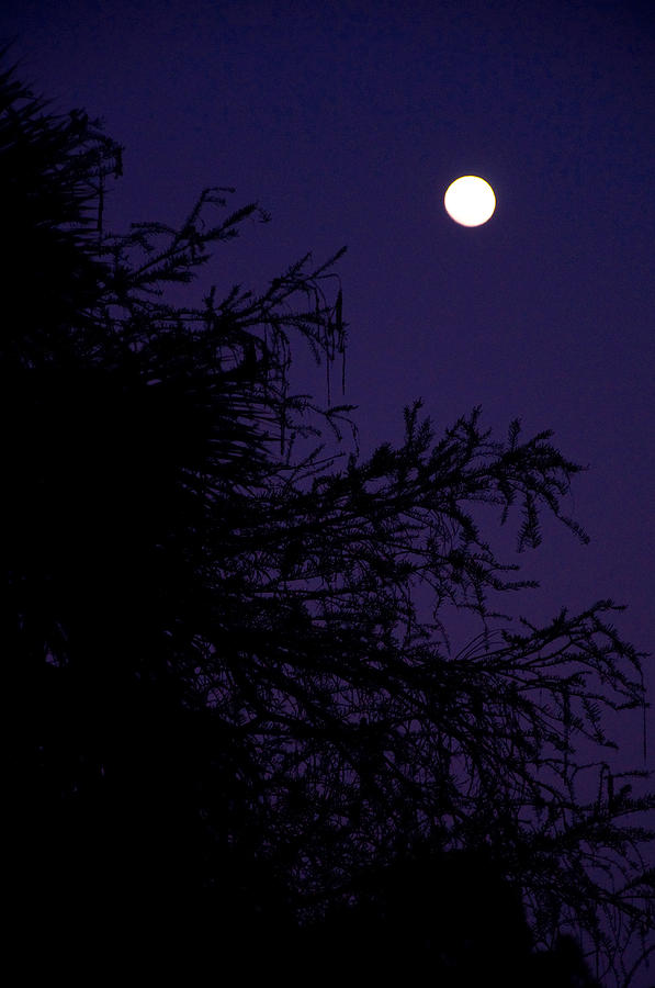 Moon Photograph - Cypress Moon by CM Stonebridge