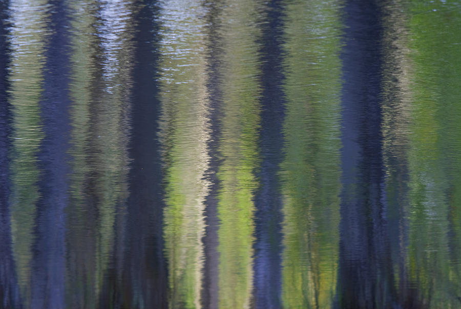 Cypress Reflections Photograph by Pat Exum