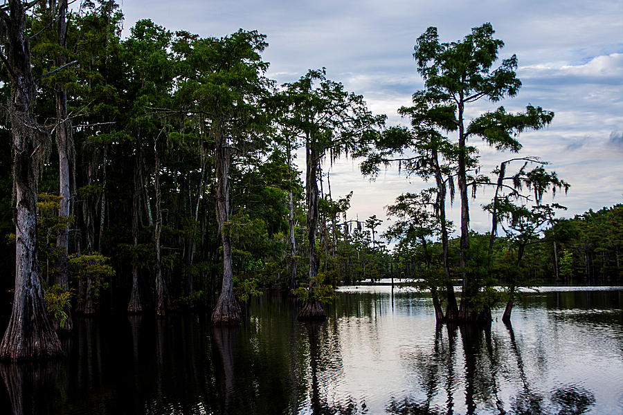 Cypress Swamp in Louisiana Photograph by Ester McGuire