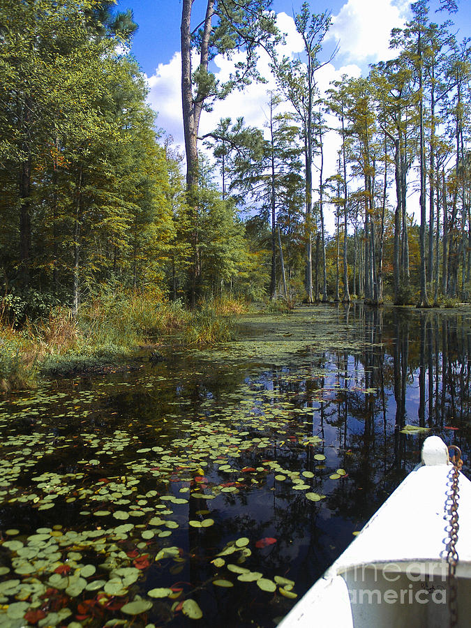 Cypress Swamps and Black Water Photograph by Ginette Callaway