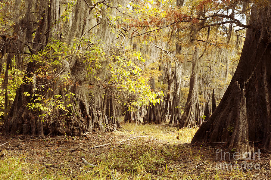 Cypress Trees at Caddo Photograph by Iris Greenwell