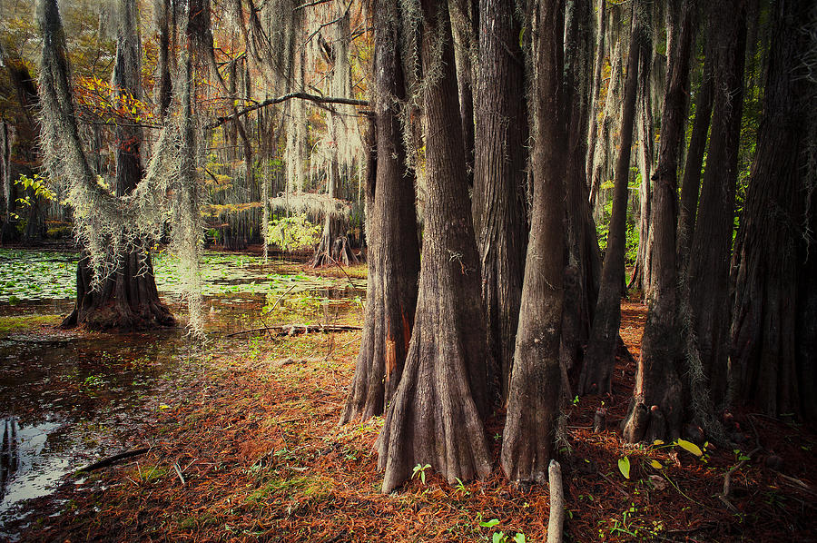 Cypress Trees Corner Photograph by Iris Greenwell
