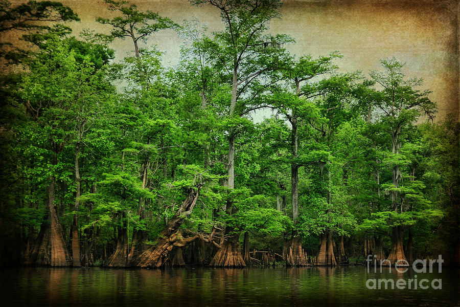 Spring Photograph - Cypress Trees by Joan McCool