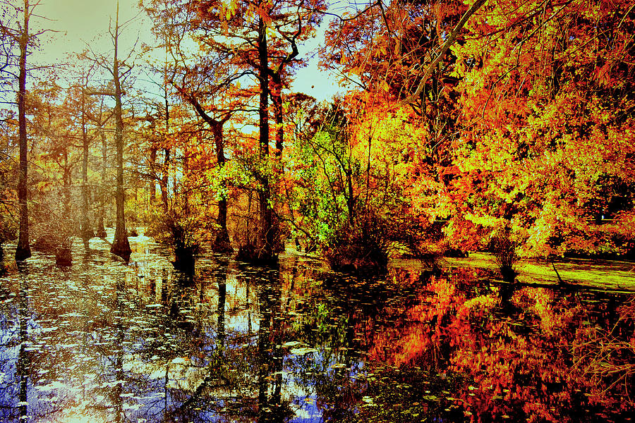 Cypress Photograph - Cypress Trees by Kelly Reber Cypress Photograph - Cypress Trees by Kelly Reber