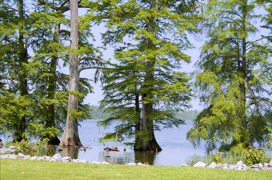 Cypress Trees of Reelfoot Lake Photograph by Bonnie Willis