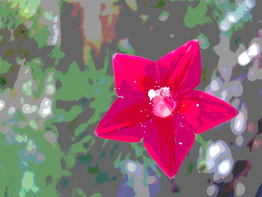 Cypress Vine Blossom with Pollen Photograph by Padre Art
