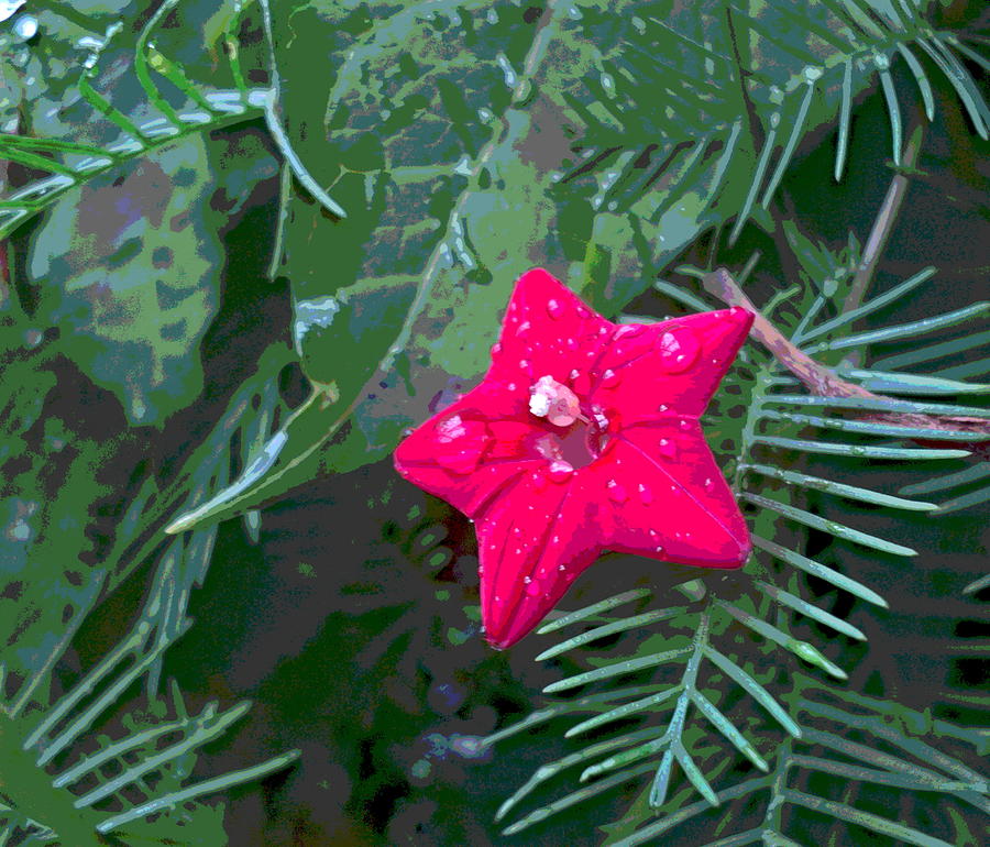 Nature Photograph - Cypress Vine Blossom with Rain Drops by Padre Art
