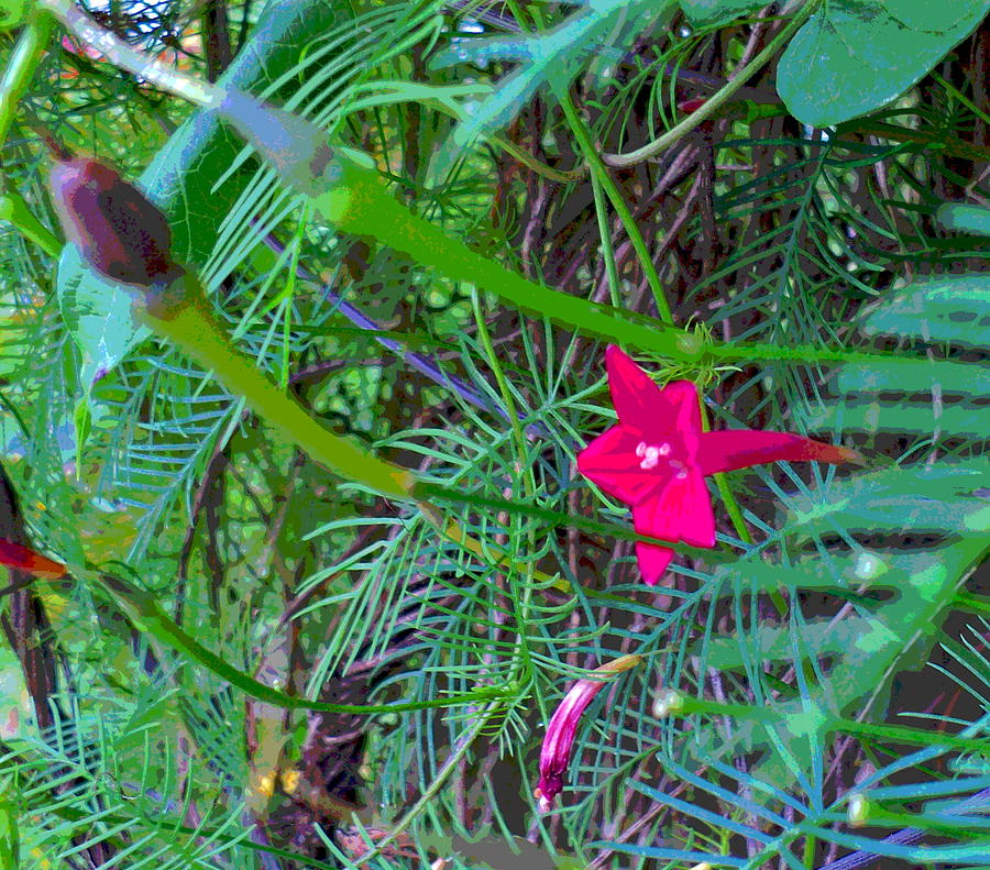 Cypress Vine Bud to Seed Pod Photograph by Padre Art