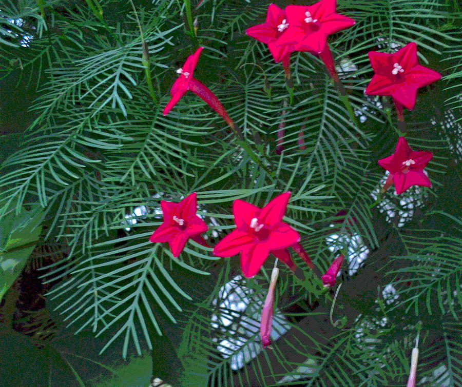 Cypress Vine Flowers and Foliage on Lattice Photograph by Padre Art