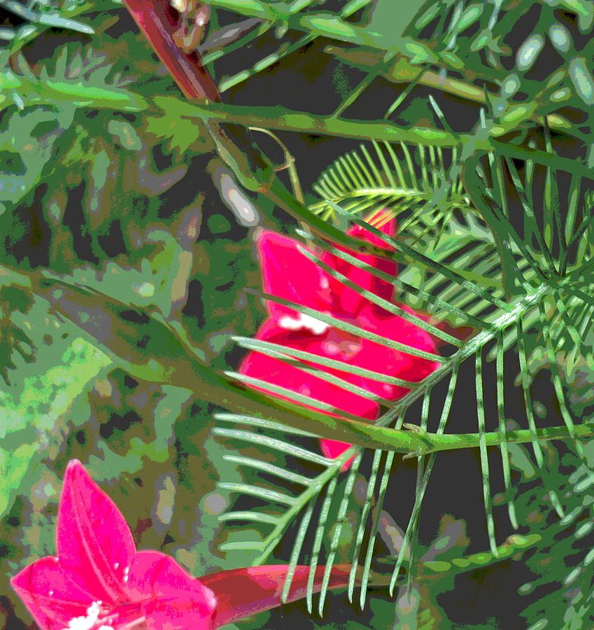 Cypress Vine Flowers and Foliage Photograph by Padre Art