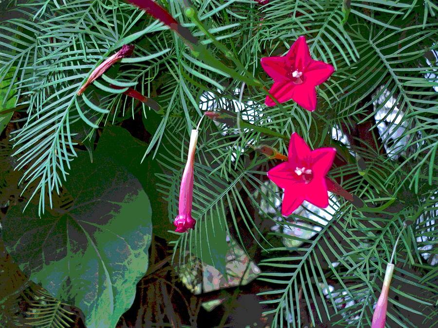 Cypress Vine Foliage and Flowers Photograph by Padre Art