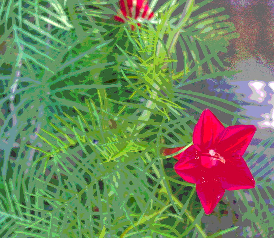 Cypress Vine Foliage with Bloom Photograph by Padre Art
