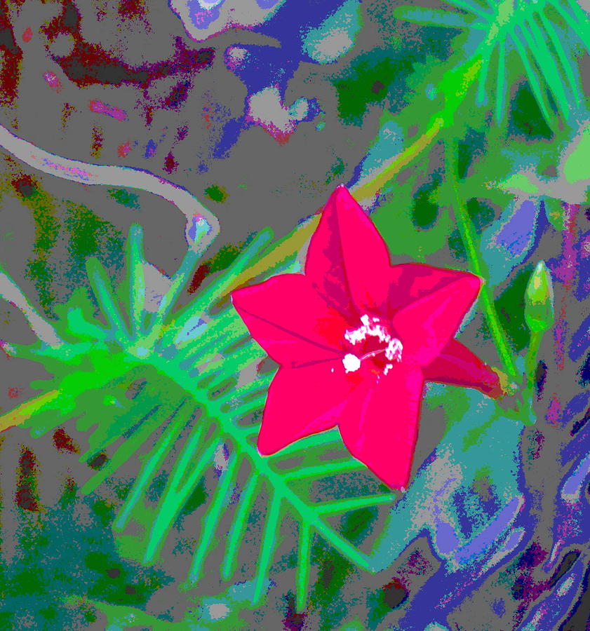 Cypress Vine Leaf Blossom and Bud Photograph by Padre Art