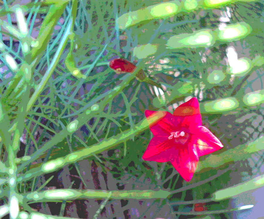 Cypress Vine with Foliage Photograph by Padre Art