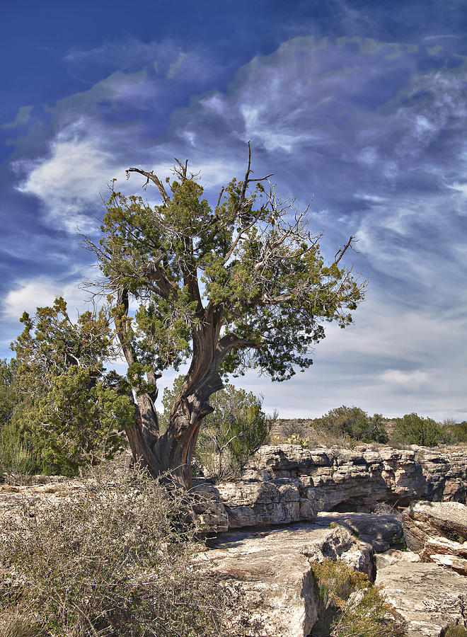 Cyprus at Montezumas Well Photograph by Forest Alan Lee