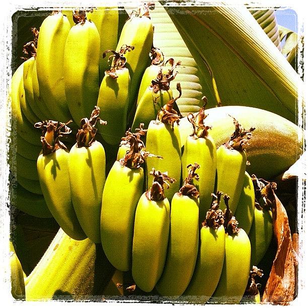 Banana Photograph - #cyprus #banana #coralbay #cyprus12 by Craig Kemp