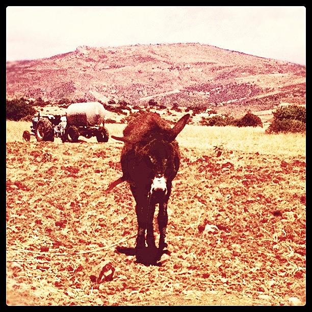 Donkey Photograph - #cyprus2012 #cyprus12 #cyprus #paphos by Craig Kemp