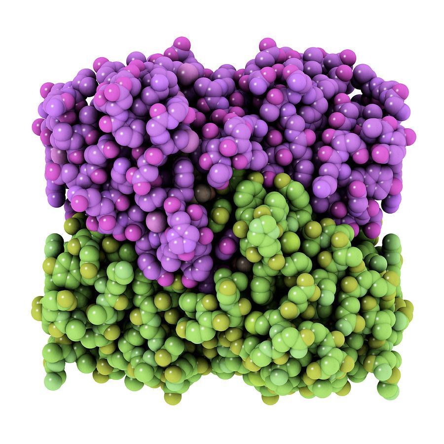 Cytidine Deaminase Photograph - Cytidine Deaminase, Molecular Model by Laguna Design